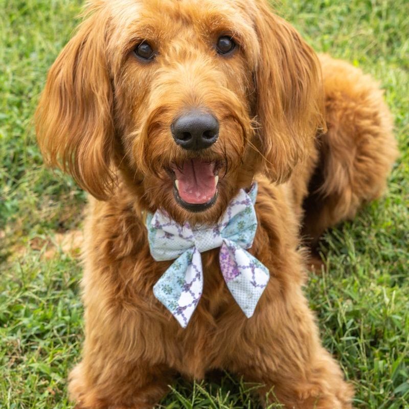 Pawsome Bow Tie